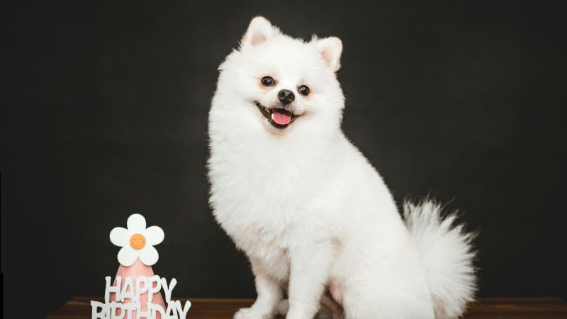 happy birthday to dog happy birthday with dog happy birthday to a dog happy birthday my dog