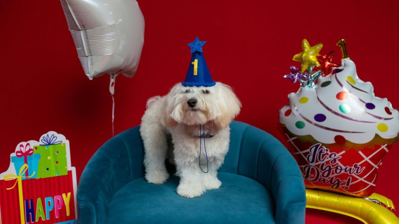 happy birthday to dog happy birthday with dog happy birthday to a dog happy birthday my dog